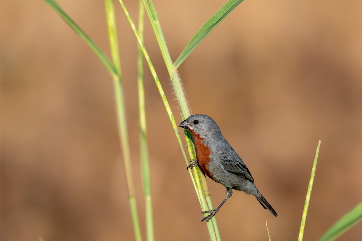 Chestnut-bellied Seedeater - ML643481998