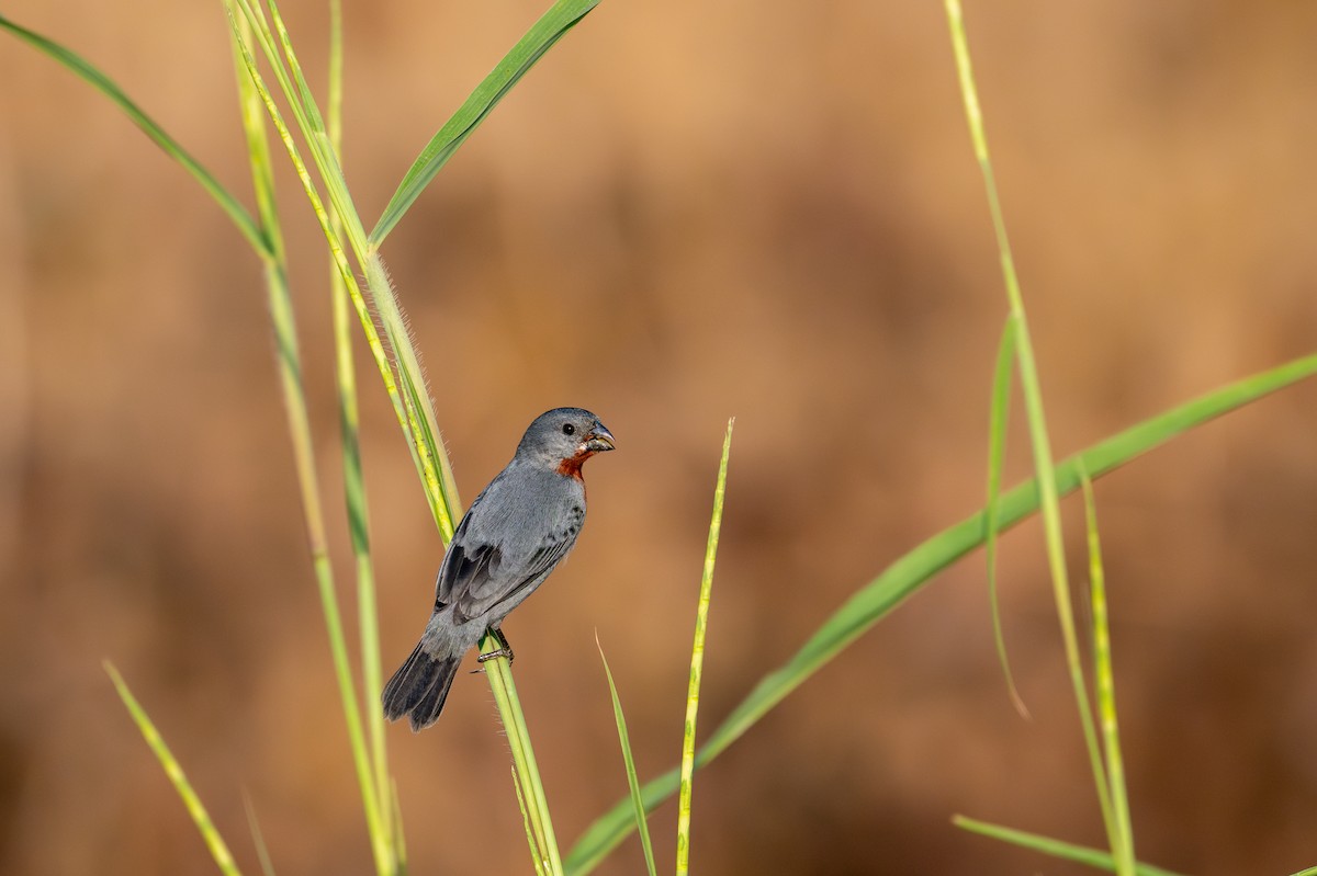 Chestnut-bellied Seedeater - ML643482000
