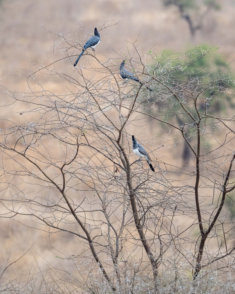 White-bellied Go-away-bird - ML643482001