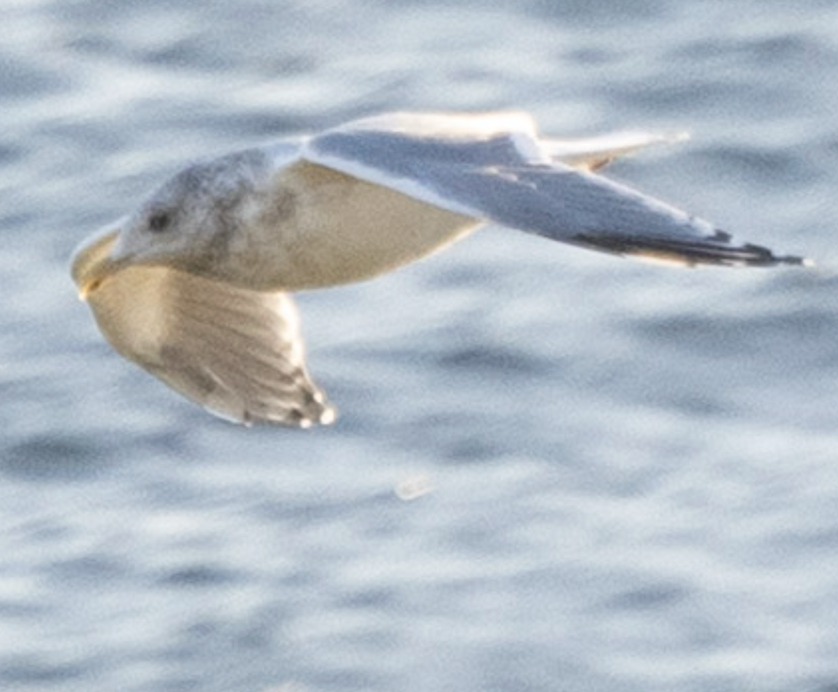 Glaucous-winged Gull - ML643482002
