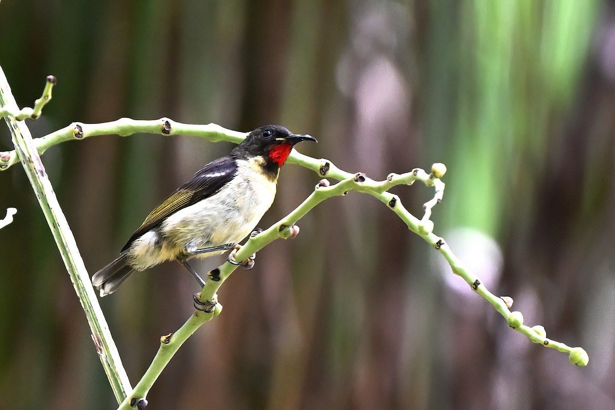 Sulphur-breasted Myzomela - ML643482003