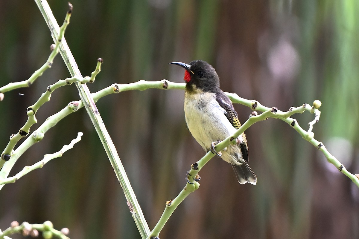 Sulphur-breasted Myzomela - ML643482004