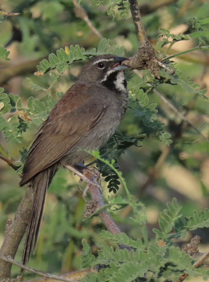 Five-striped Sparrow - ML643482005