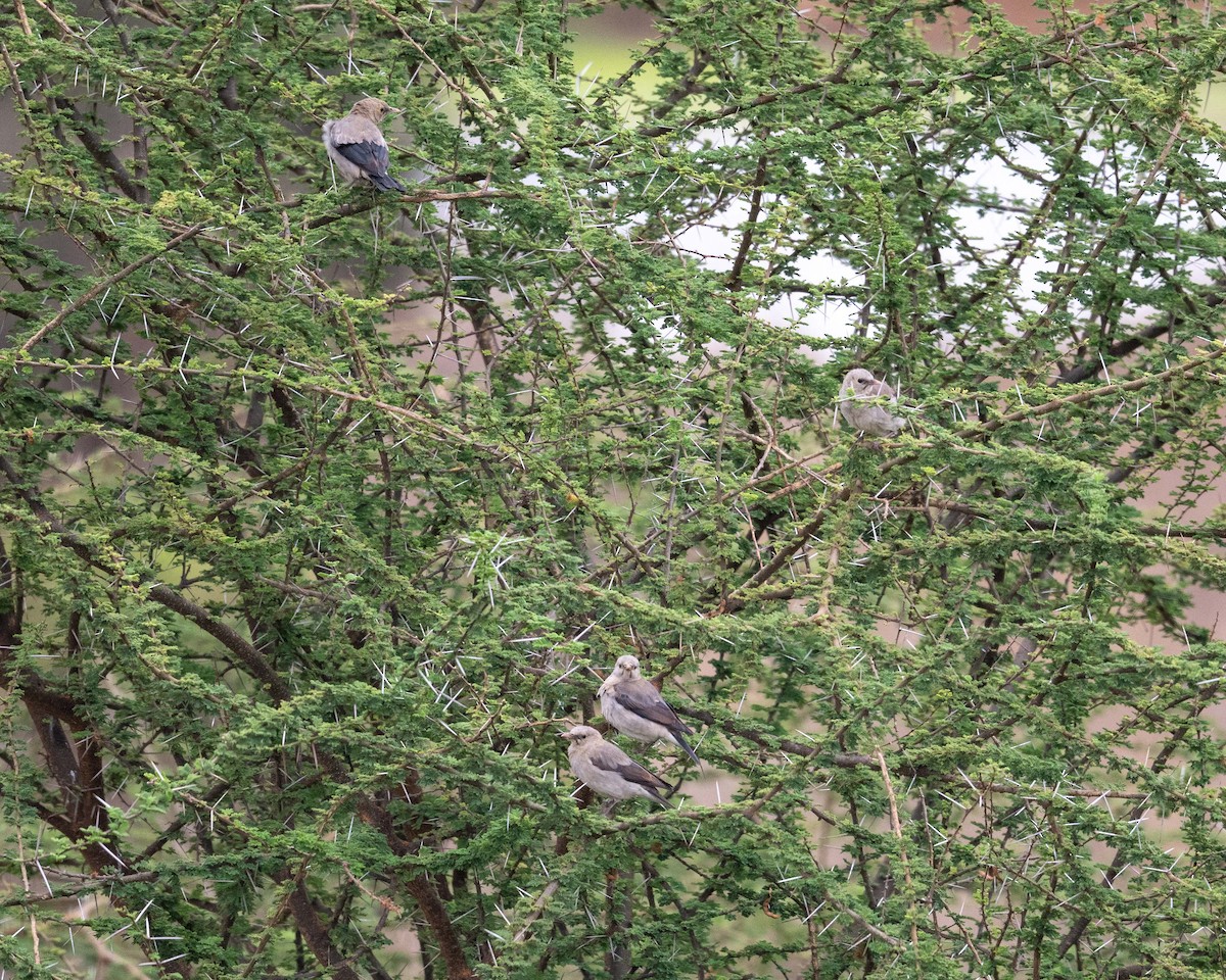 Wattled Starling - ML643482006