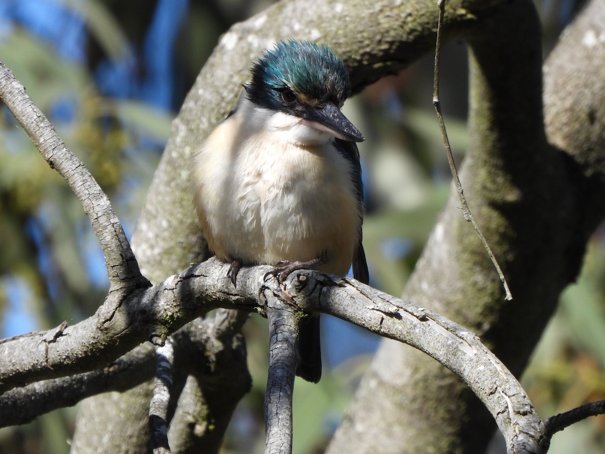 Sacred Kingfisher (Australasian) - ML643482007
