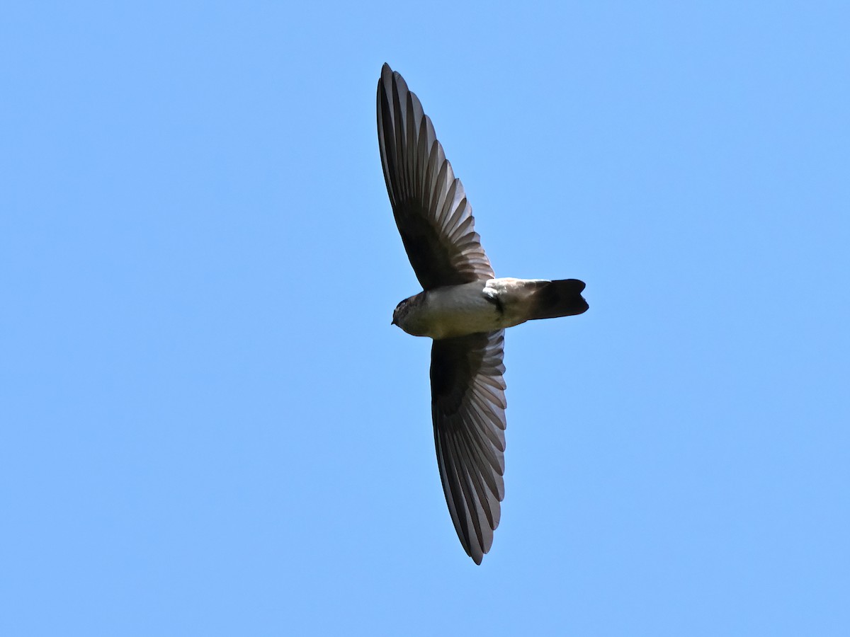 White-rumped Swiftlet - ML643482009