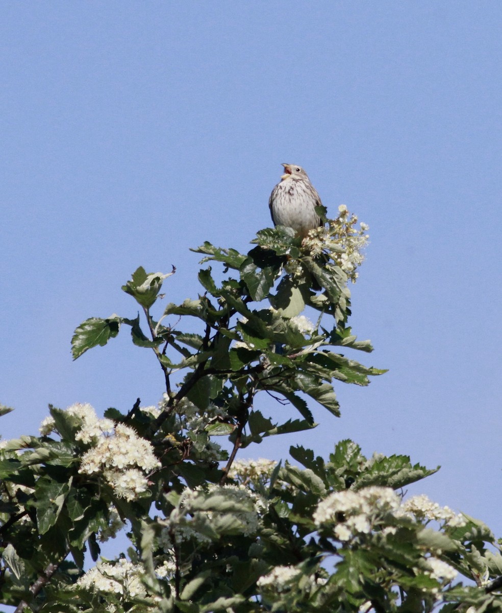 Corn Bunting - ML643482010