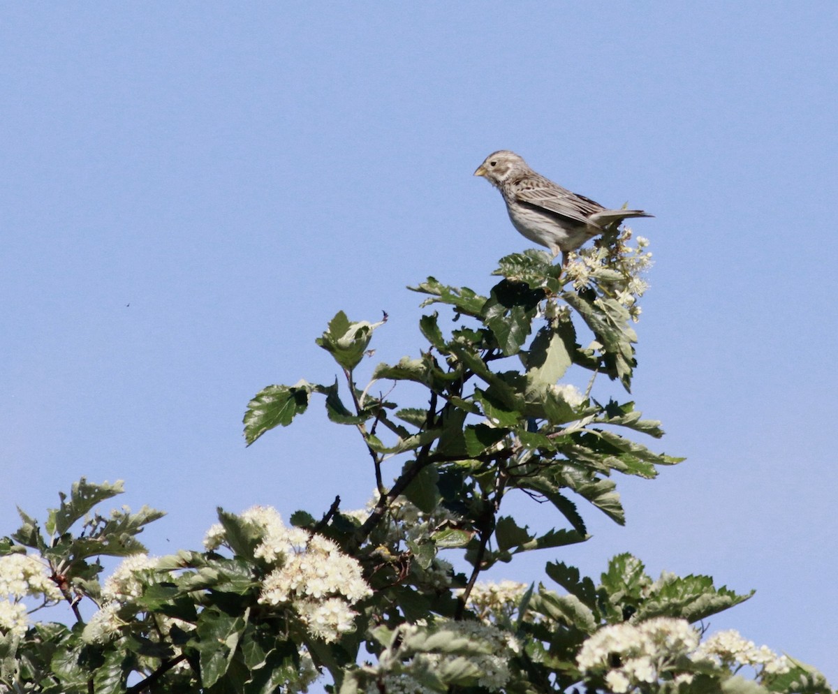 Corn Bunting - ML643482011