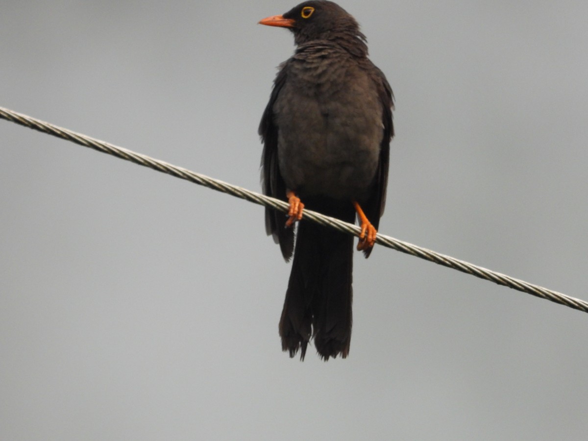 Great Thrush - ML643482012