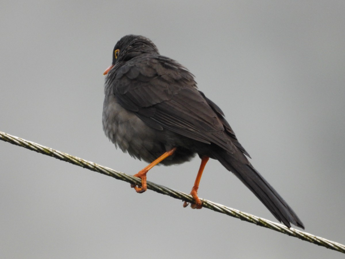 Great Thrush - ML643482013