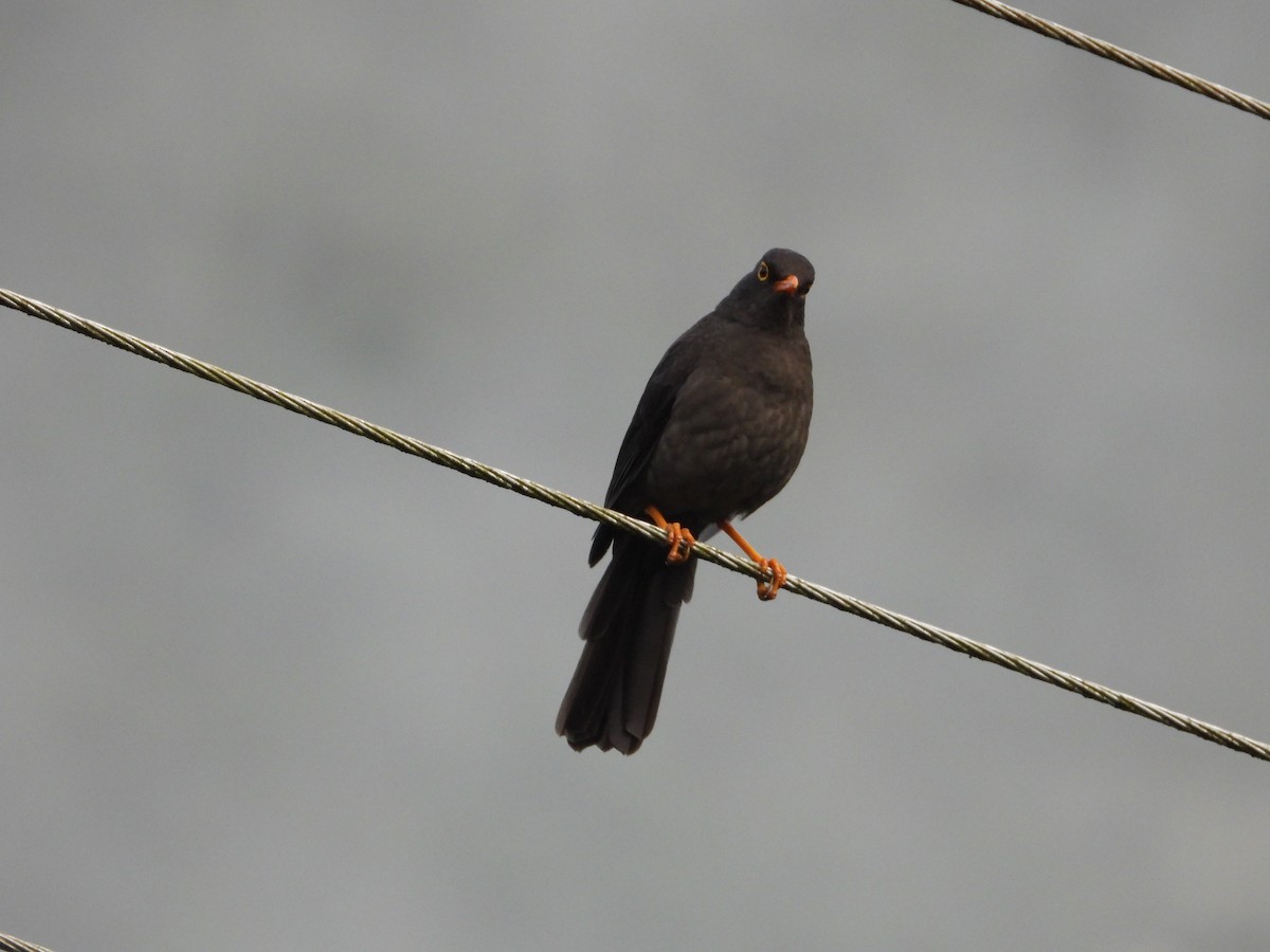 Great Thrush - ML643482016