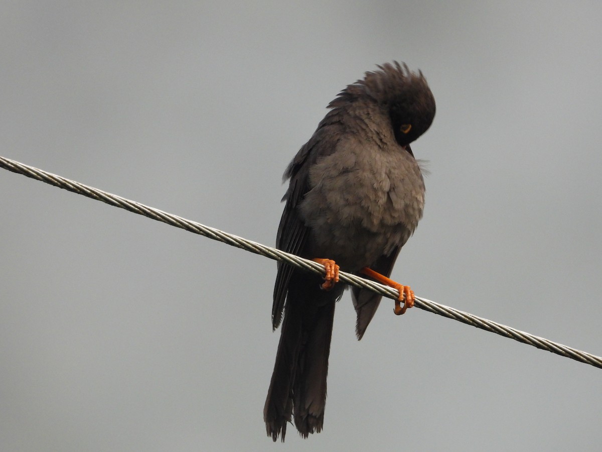 Great Thrush - ML643482017