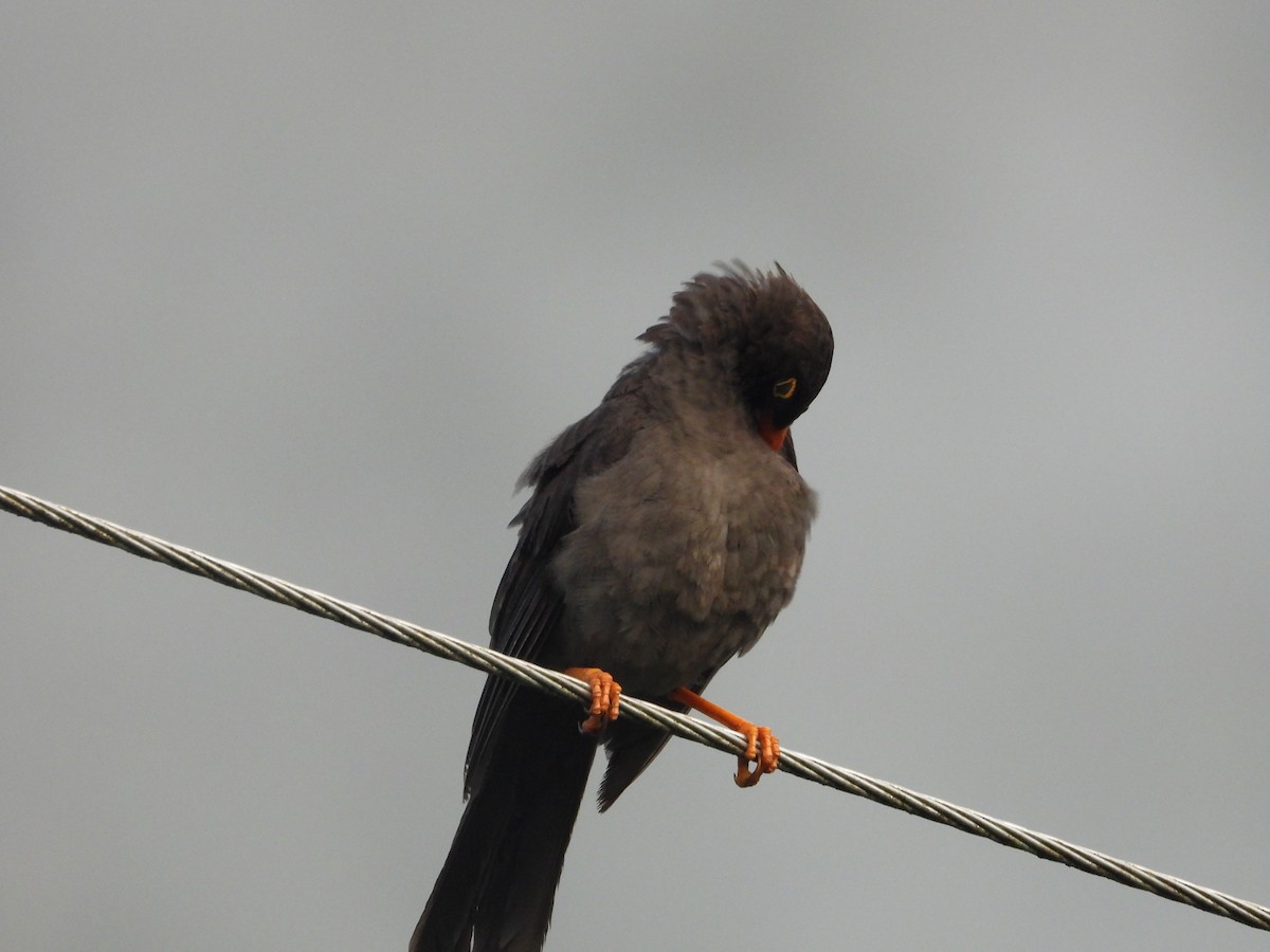 Great Thrush - ML643482019