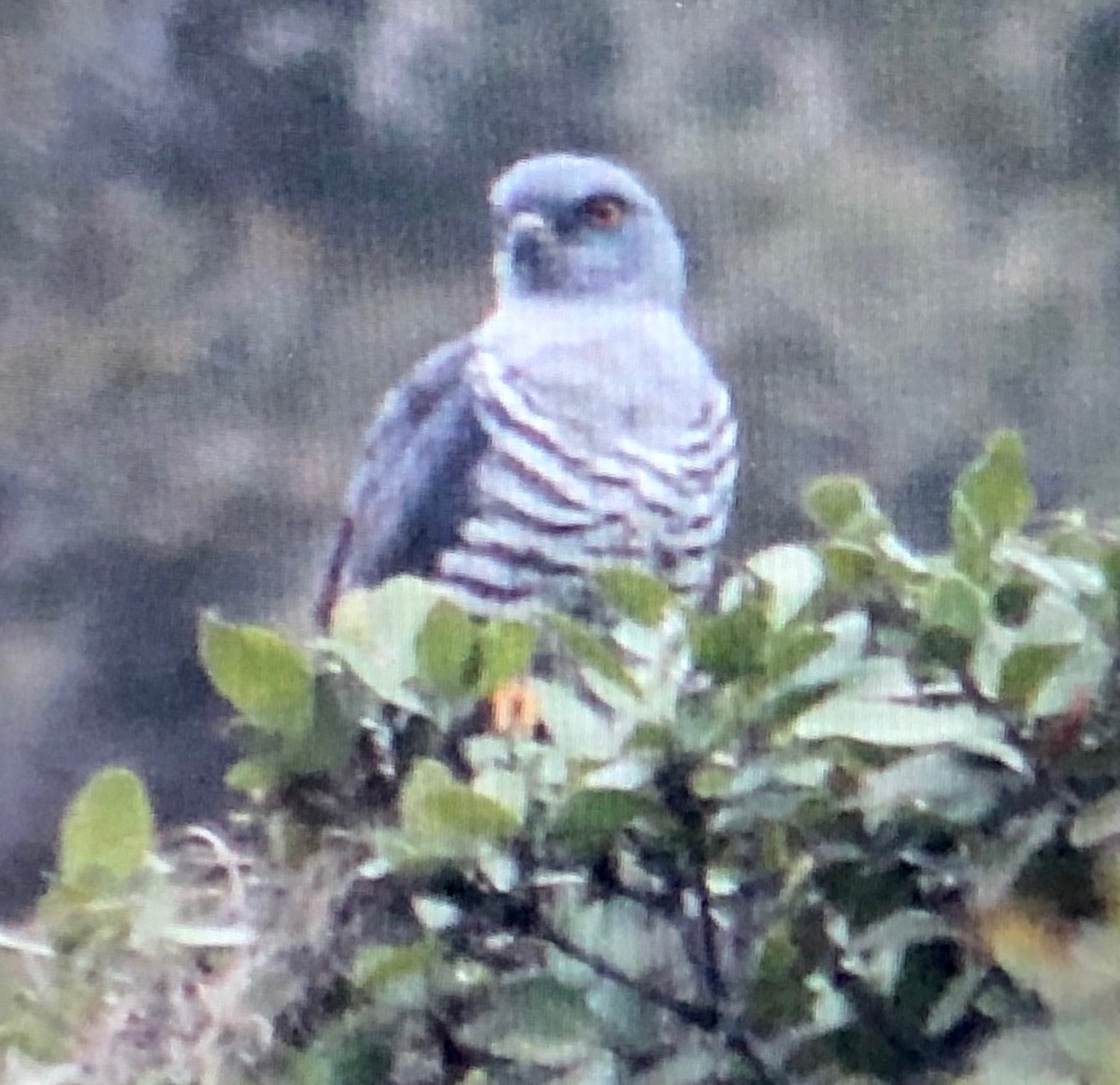 African Cuckoo-Hawk - ML643482020
