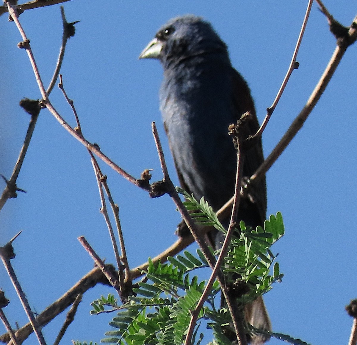 Blue Grosbeak - ML643482021