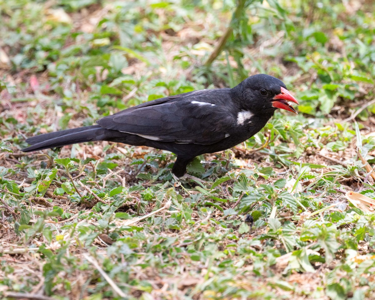 Red-billed Buffalo-Weaver - ML643482030