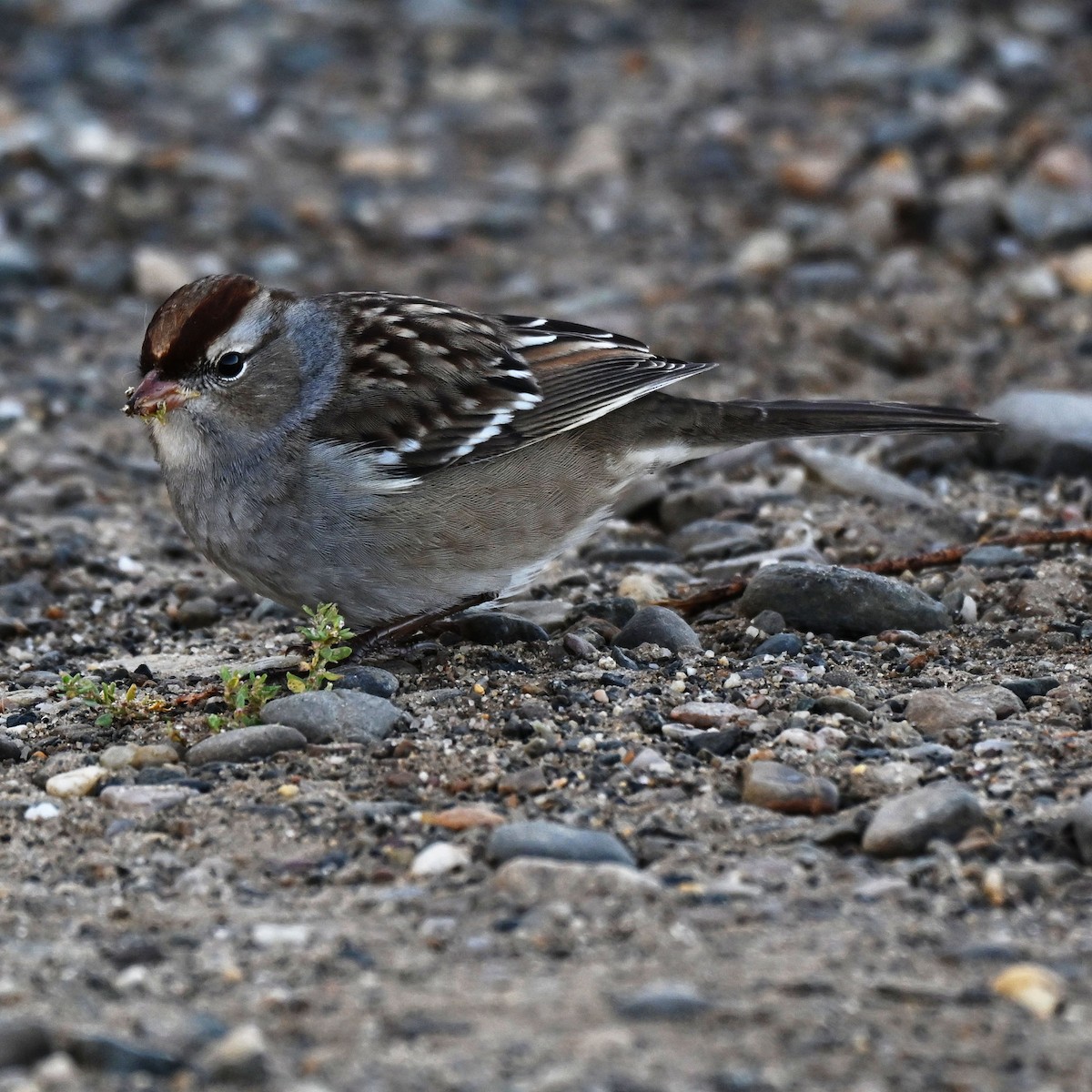 White-crowned Sparrow - ML643482040