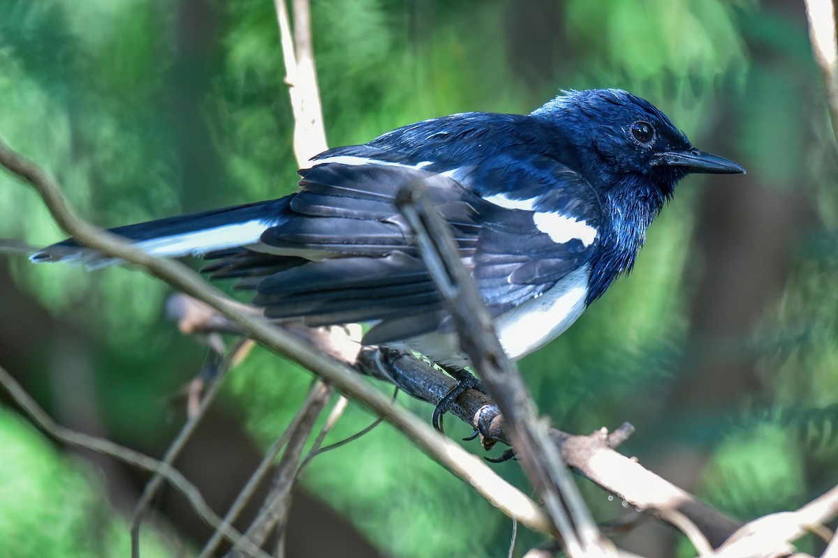 シキチョウ - ML643482055