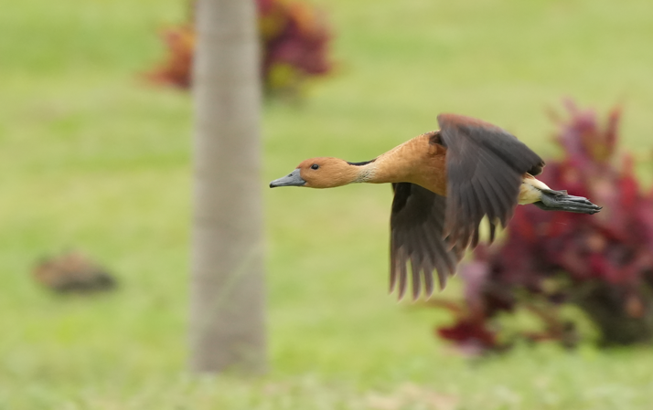アカリュウキュウガモ - ML643482066