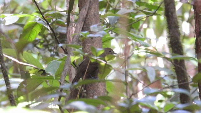 Olivaceous Schiffornis - ML643482075