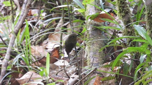 Olivaceous Schiffornis - ML643482076