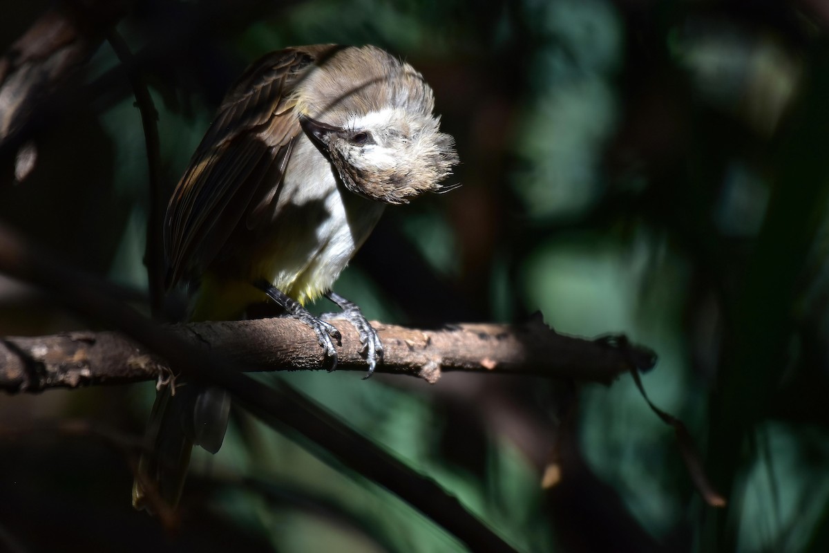 Yellow-vented Bulbul - ML643482084
