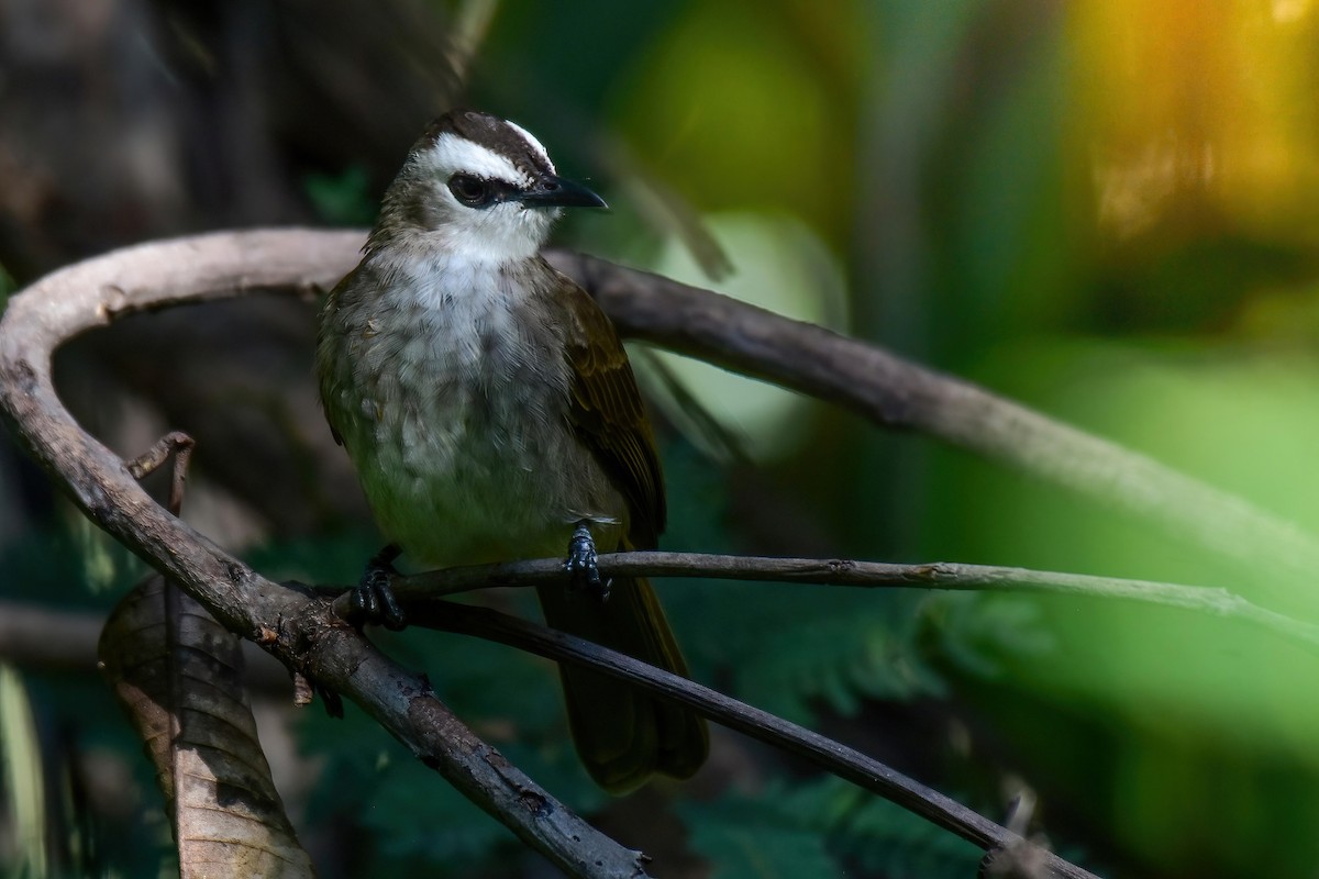 Yellow-vented Bulbul - ML643482085