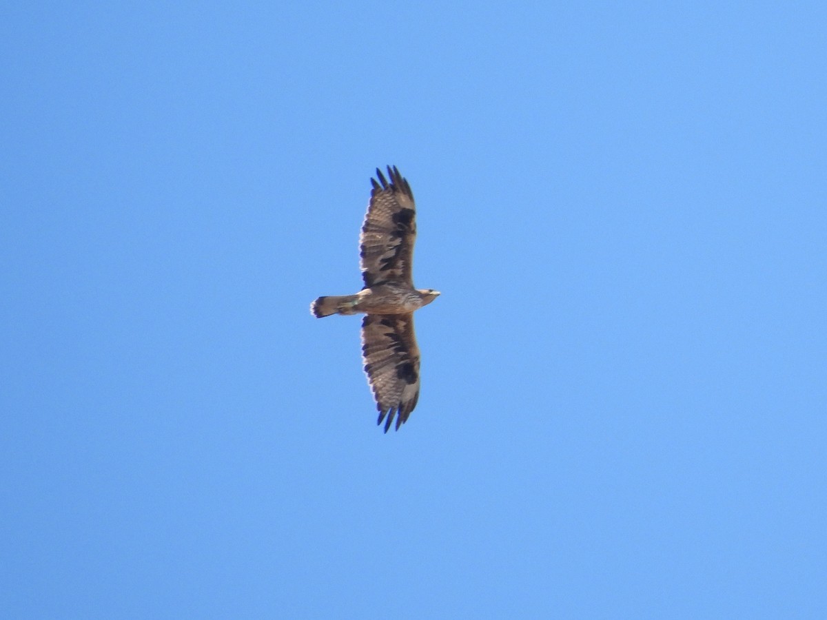 Bonelli's Eagle - ML643482100