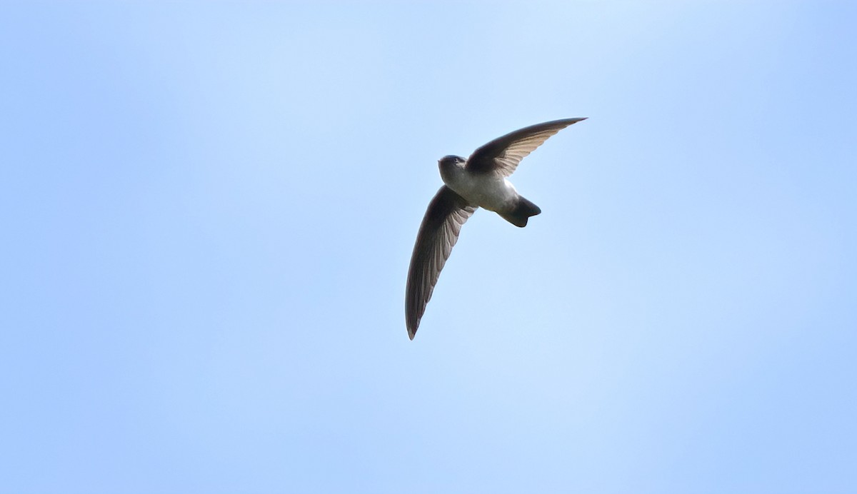 White-rumped Swiftlet - ML643482101