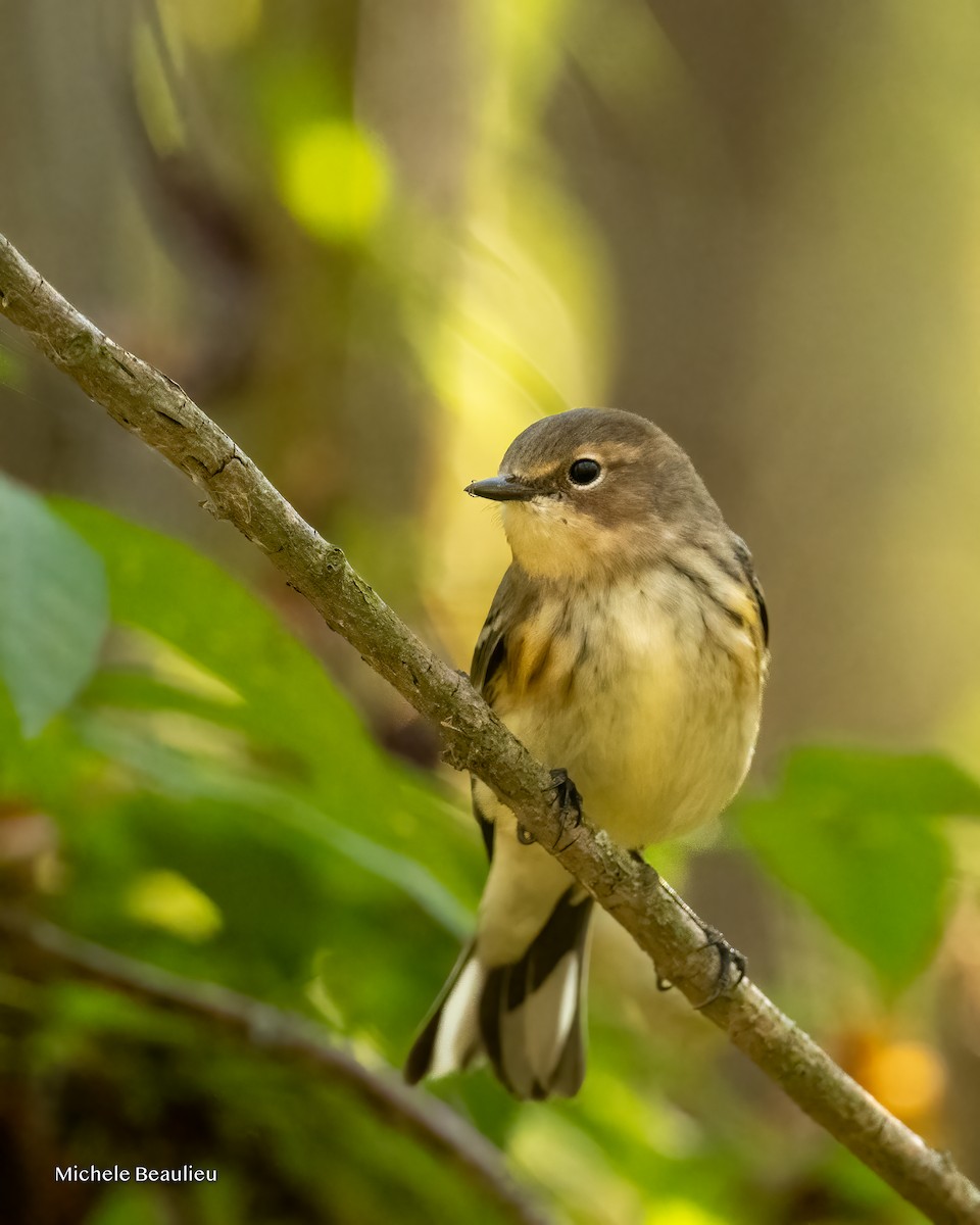Yellow-rumped Warbler - ML643482103