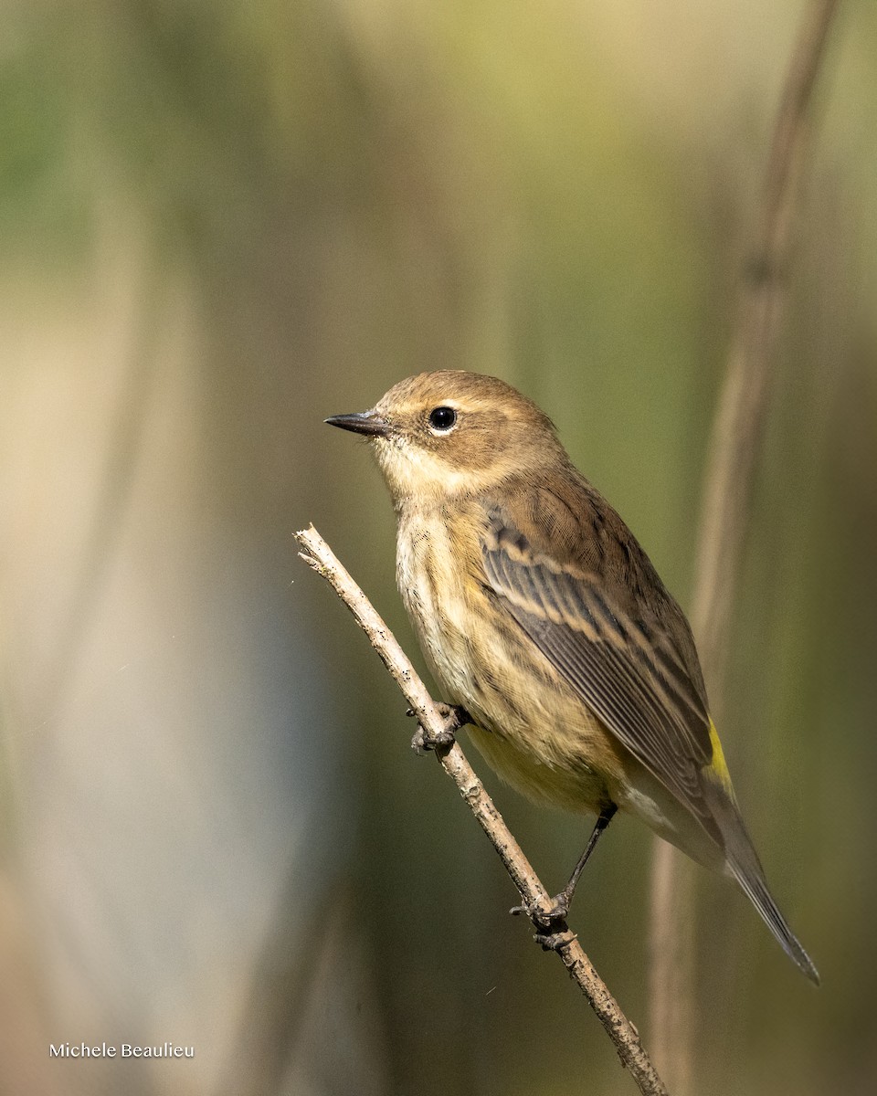 Yellow-rumped Warbler - ML643482106