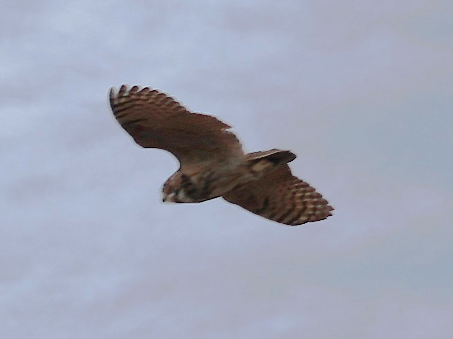 Great Horned Owl - ML643482126