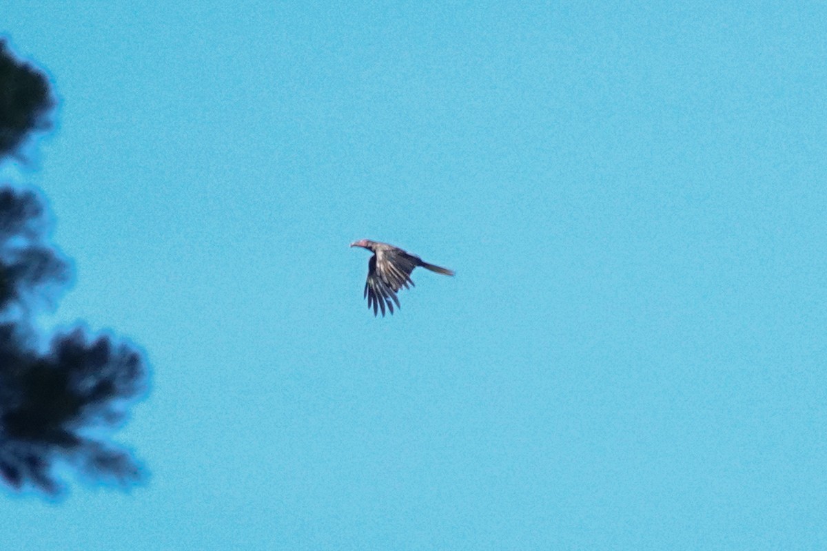 Gray Crow - ML643482141