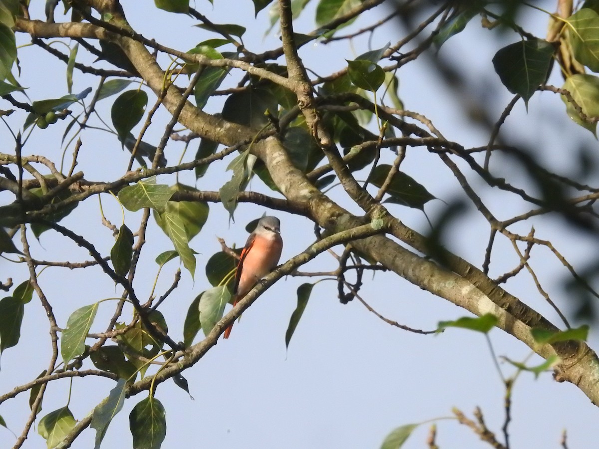 Rosy Minivet - ML643482166