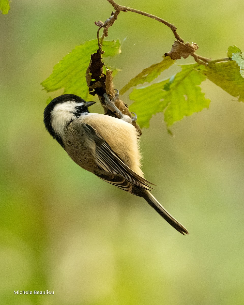 Black-capped Chickadee - ML643482167