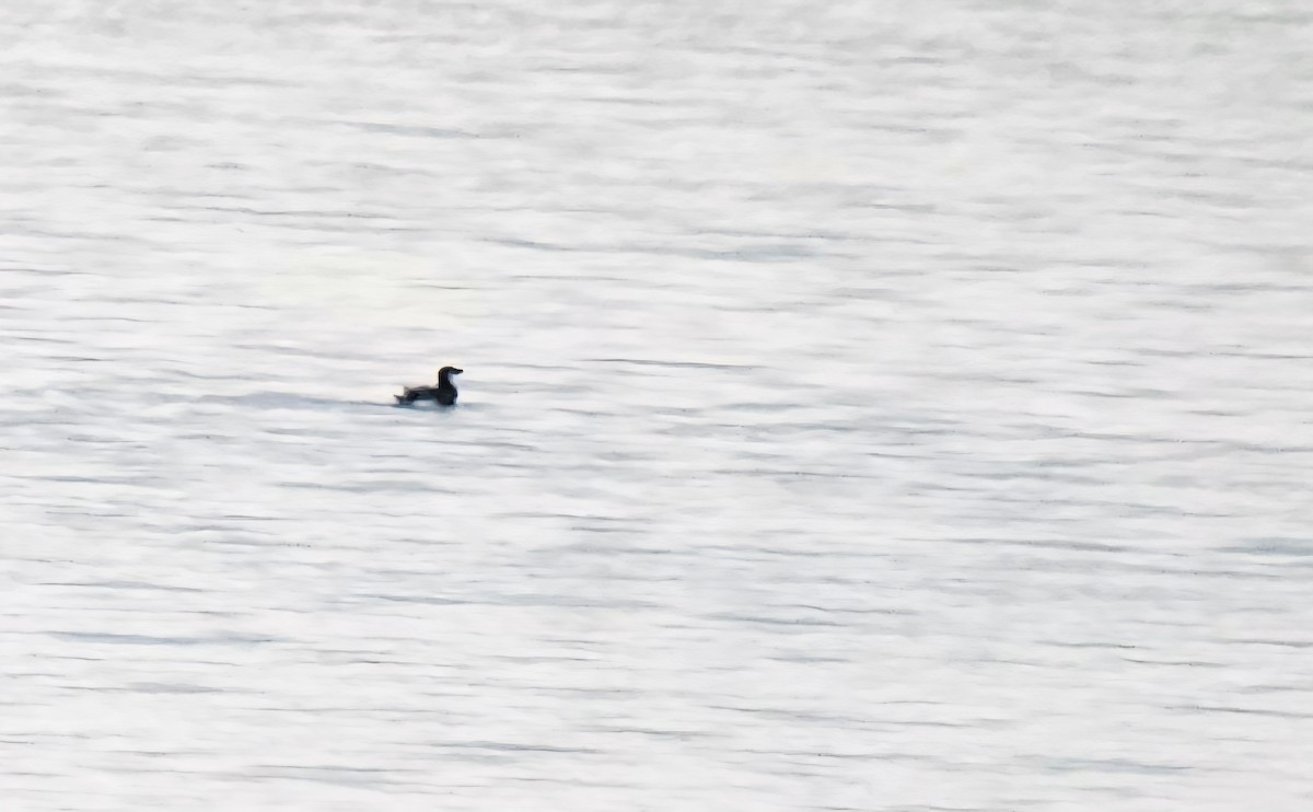 Razorbill - ML643482179