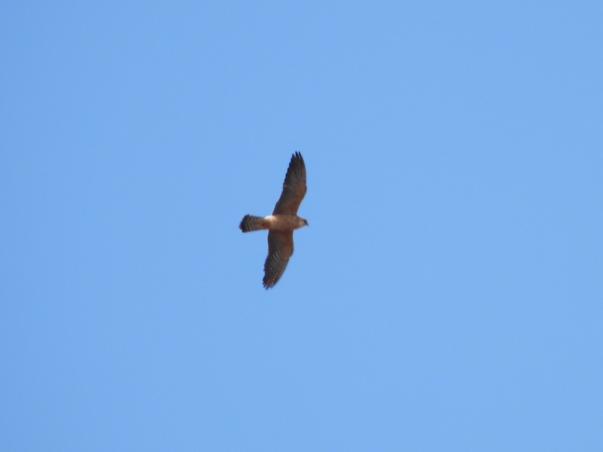Red-footed Falcon - ML643482181