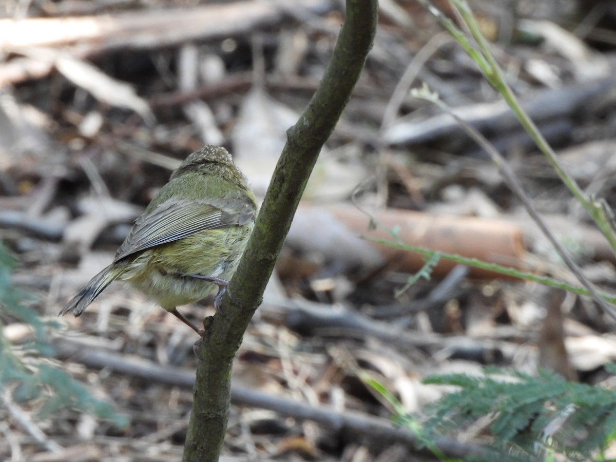 Striated Thornbill - ML643482188