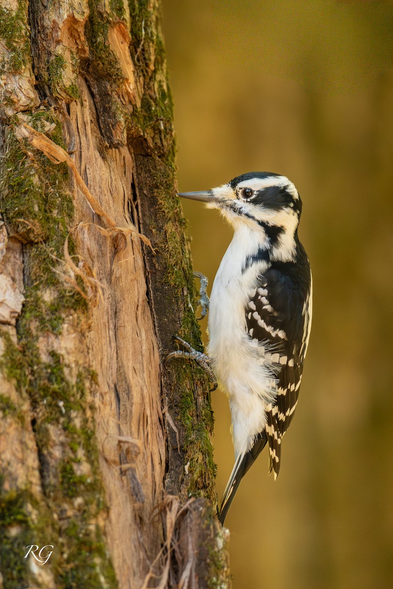 Downy Woodpecker - ML643482204