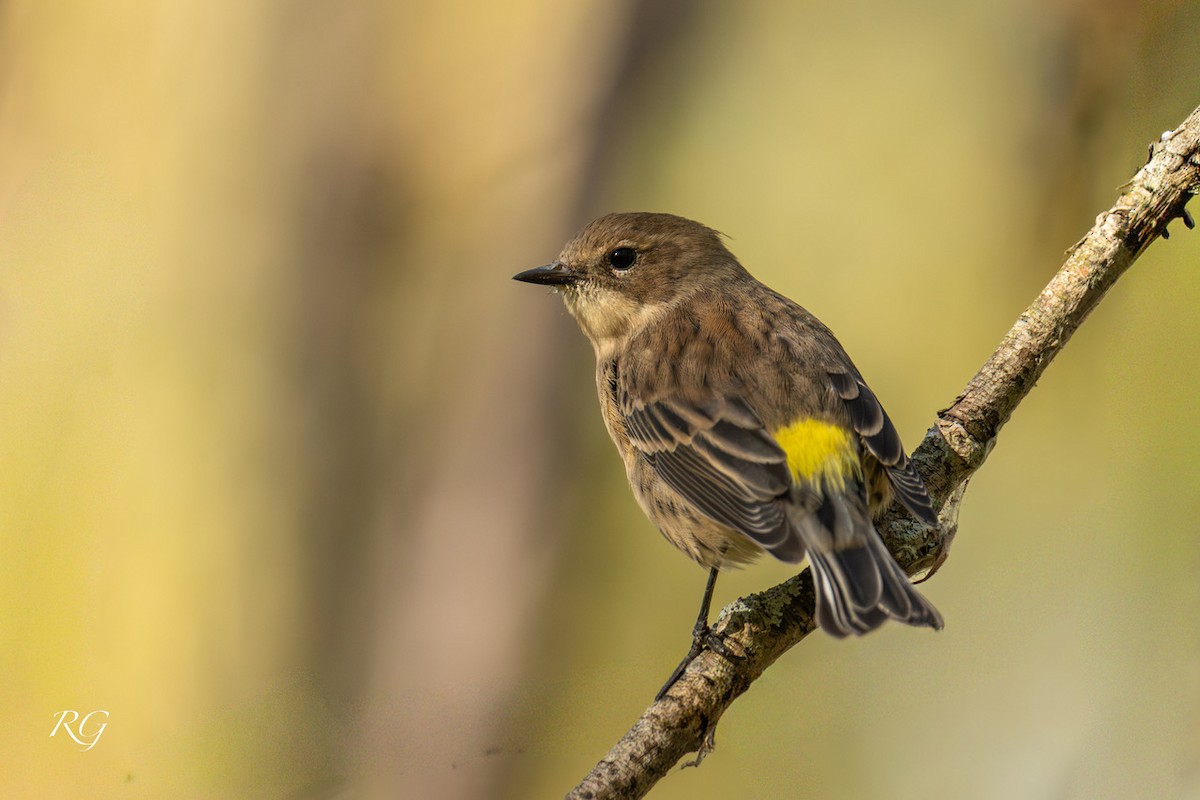 Yellow-rumped Warbler - ML643482211