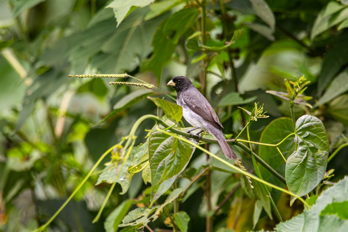 Dubois's Seedeater - ML643482212