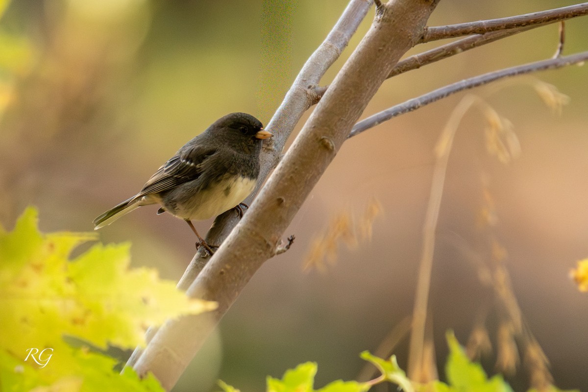 Dark-eyed Junco - ML643482221