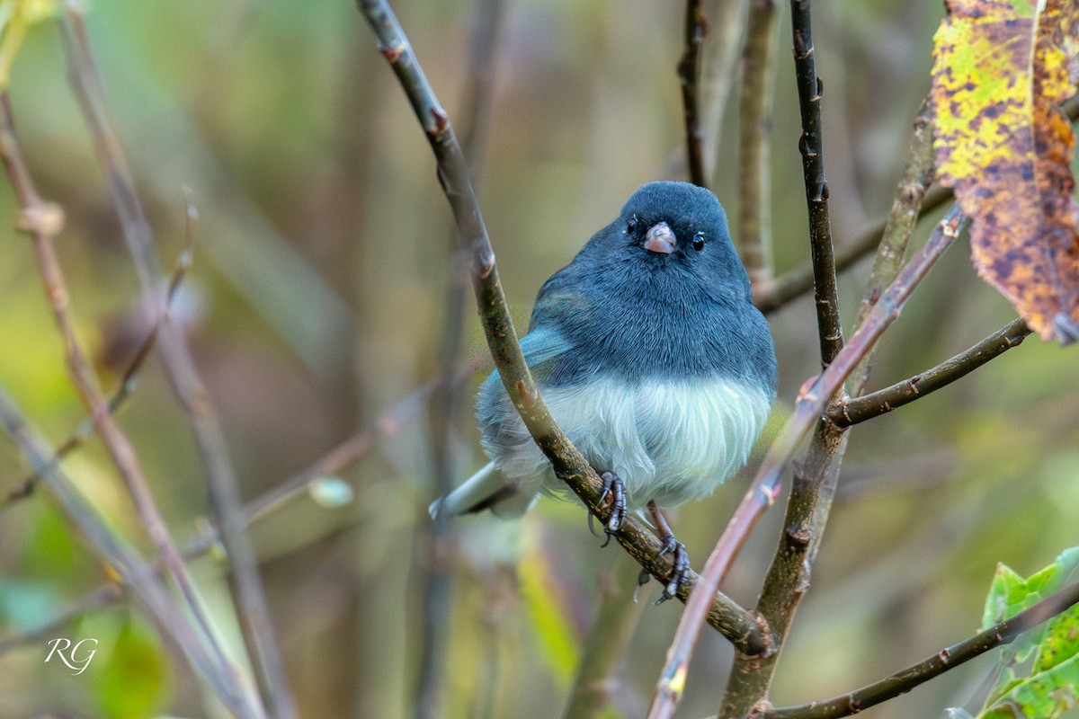 Dark-eyed Junco - ML643482222