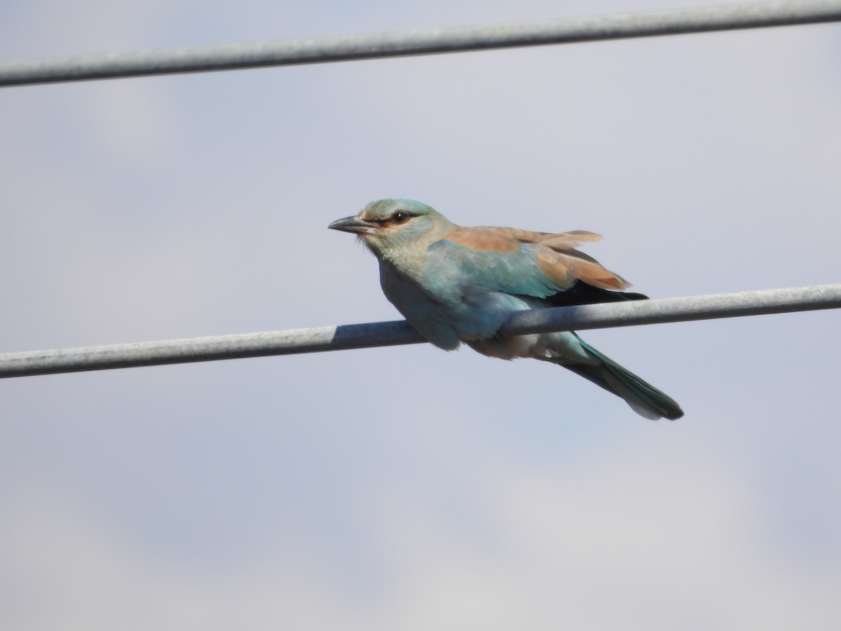 European Roller - ML643482227