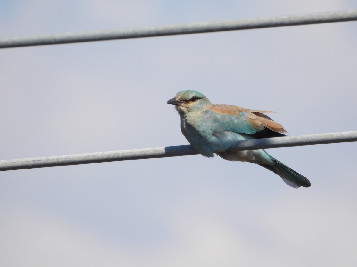 European Roller - ML643482228