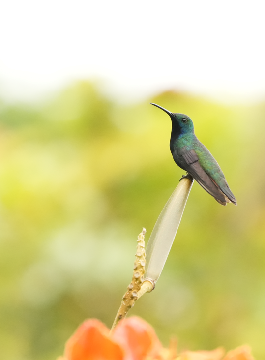 Schwarzbrust-Mangokolibri - ML643482233