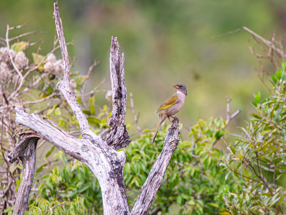 Great Pampa-Finch - ML643482254