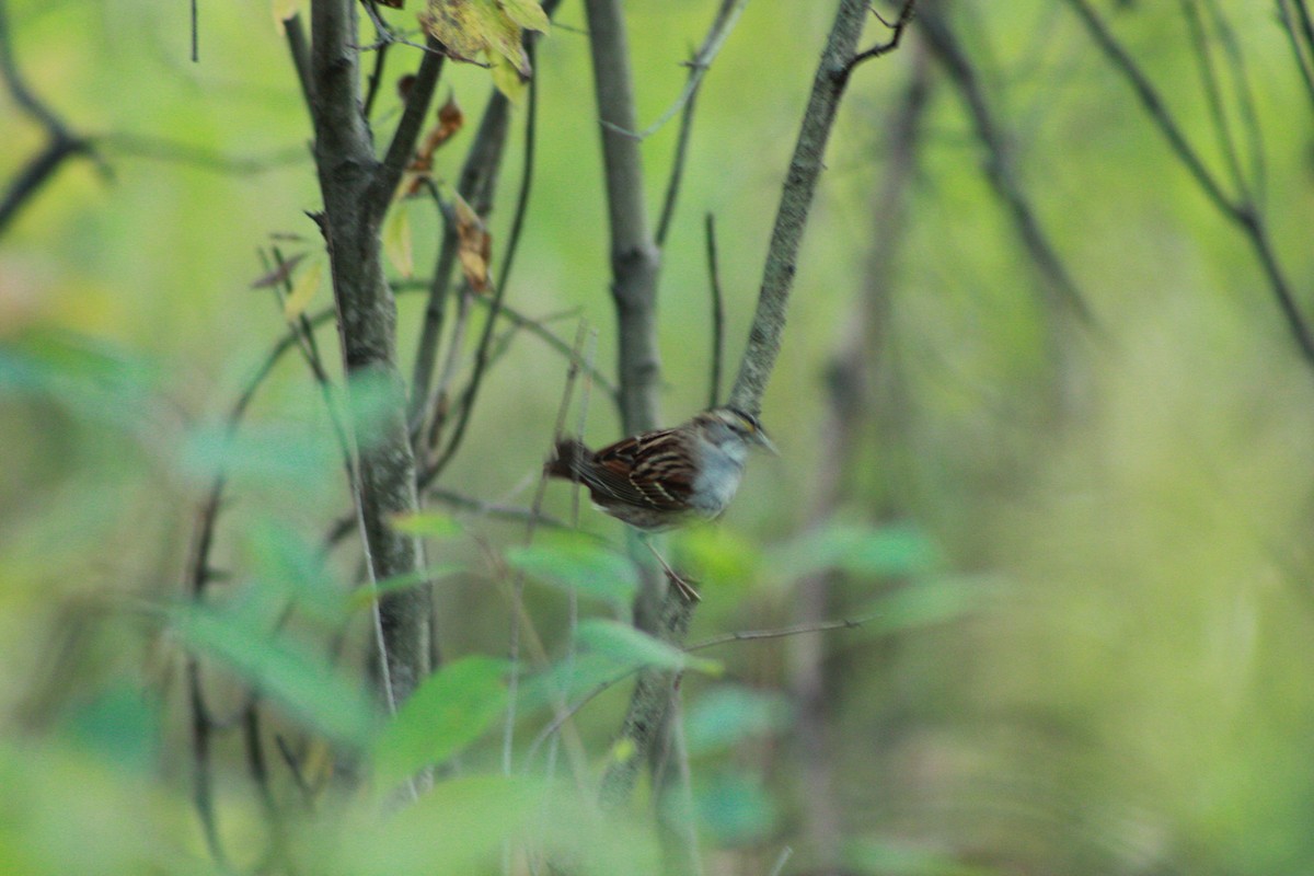 White-throated Sparrow - ML643482255