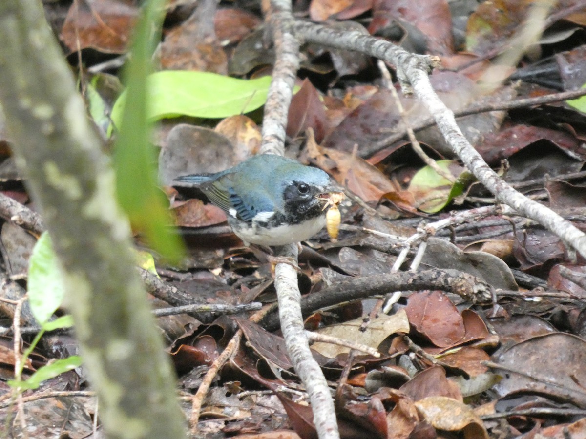 Black-throated Blue Warbler - ML643482257