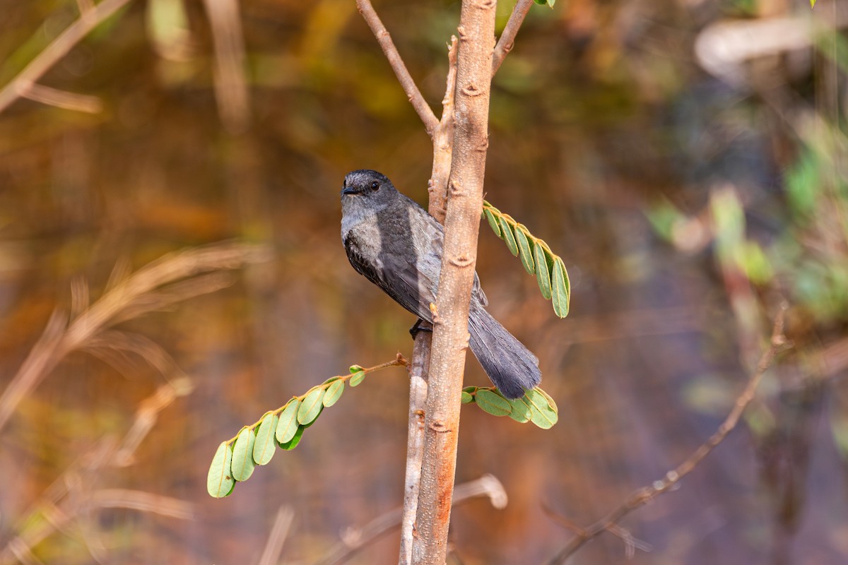 Sooty Tyrannulet - ML643482260
